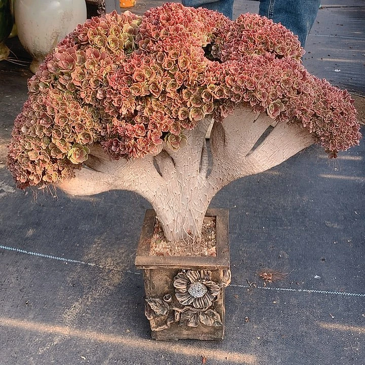 玫瑰朵朵脱土发货啊