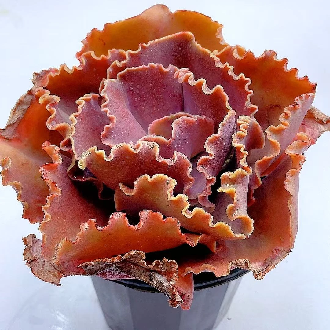 法国皇后3年生【脱土发货】两单包邮 多肉植物 皮实好养