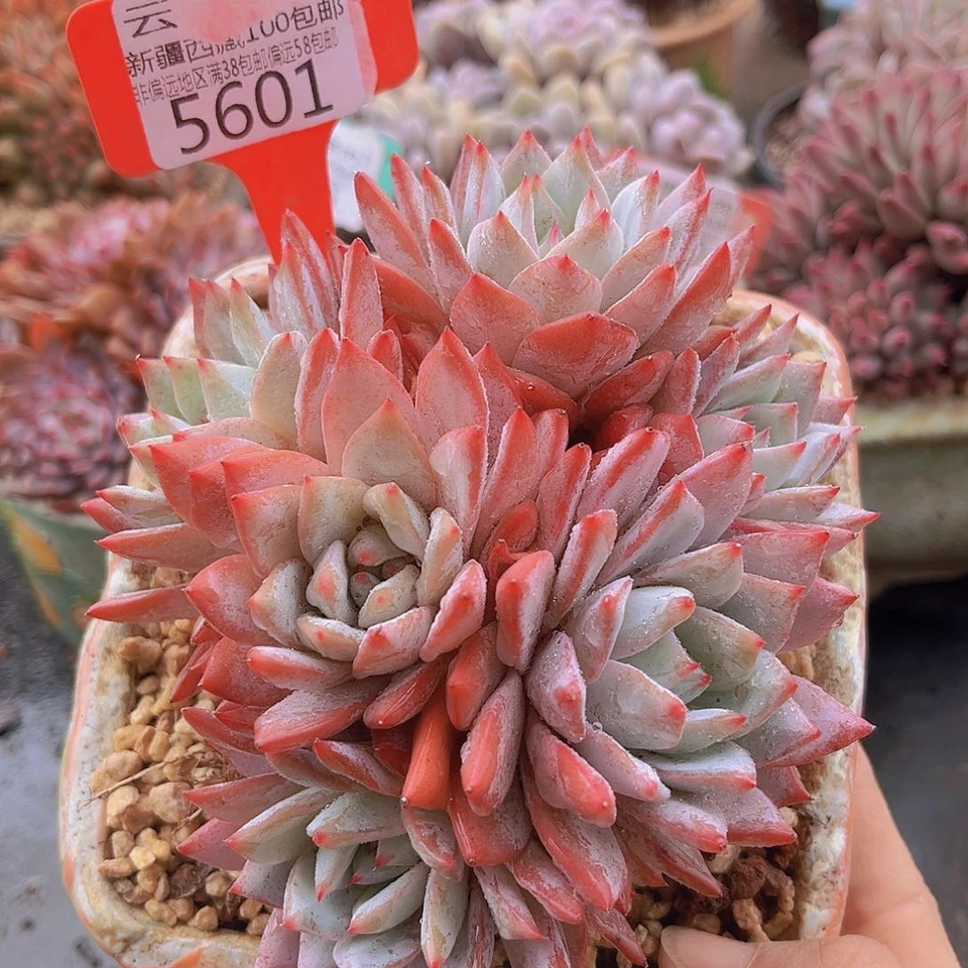 5601粉蓝鸟无砍，多肉植物