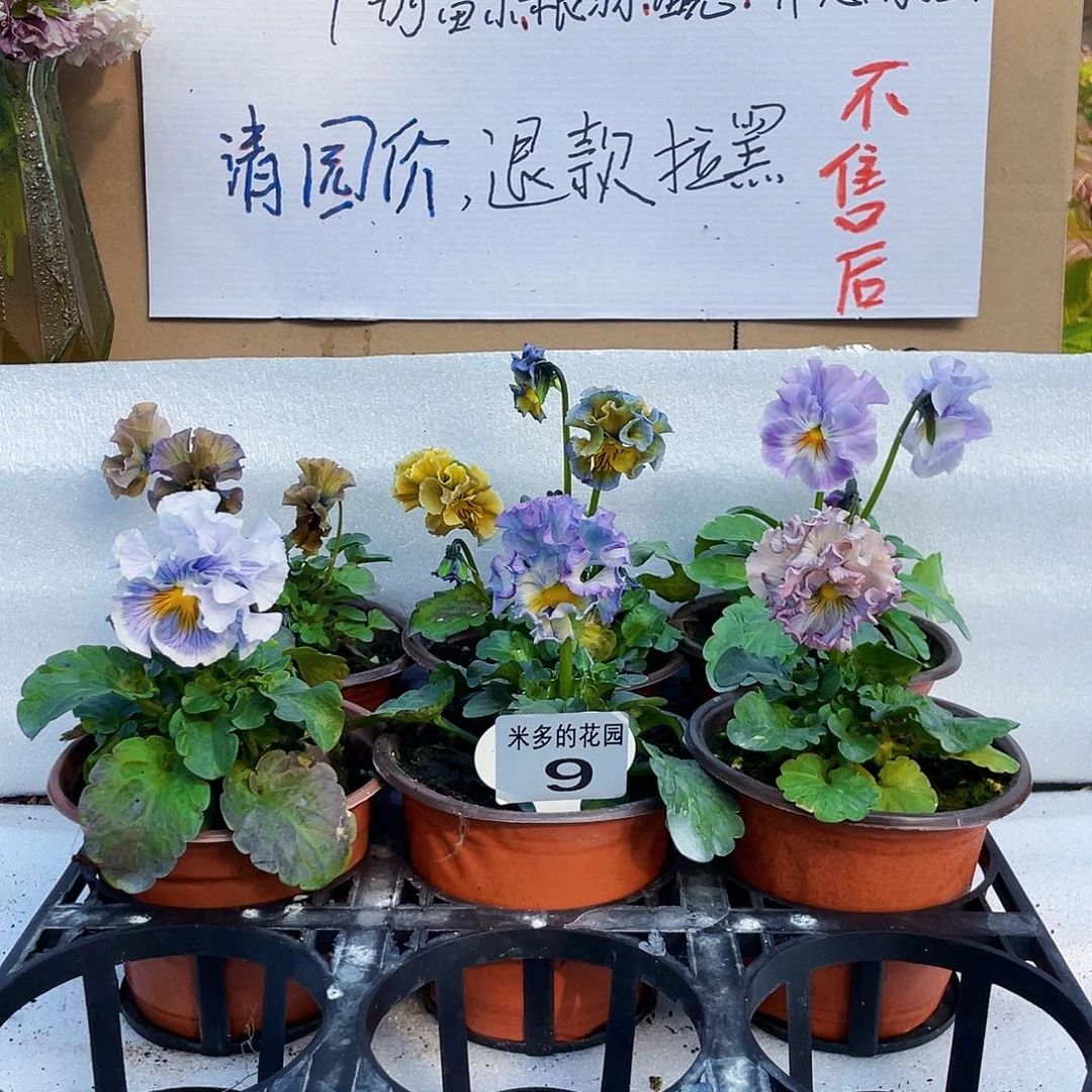 大部分花苞少量开放9