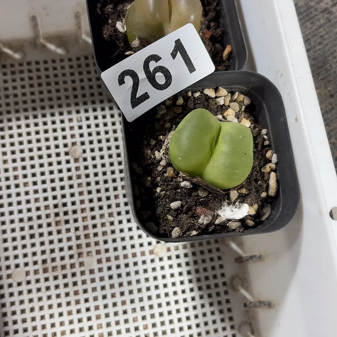 A***总毛汗泥一物一拍2颗261