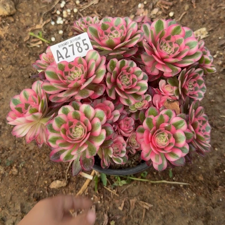 2785荔枝。多肉植物