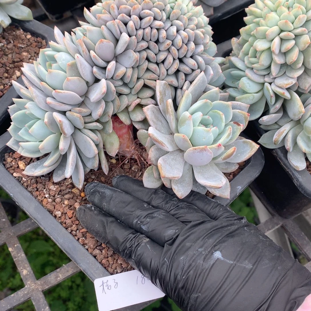 ?*橙子缀新年快乐（橘子