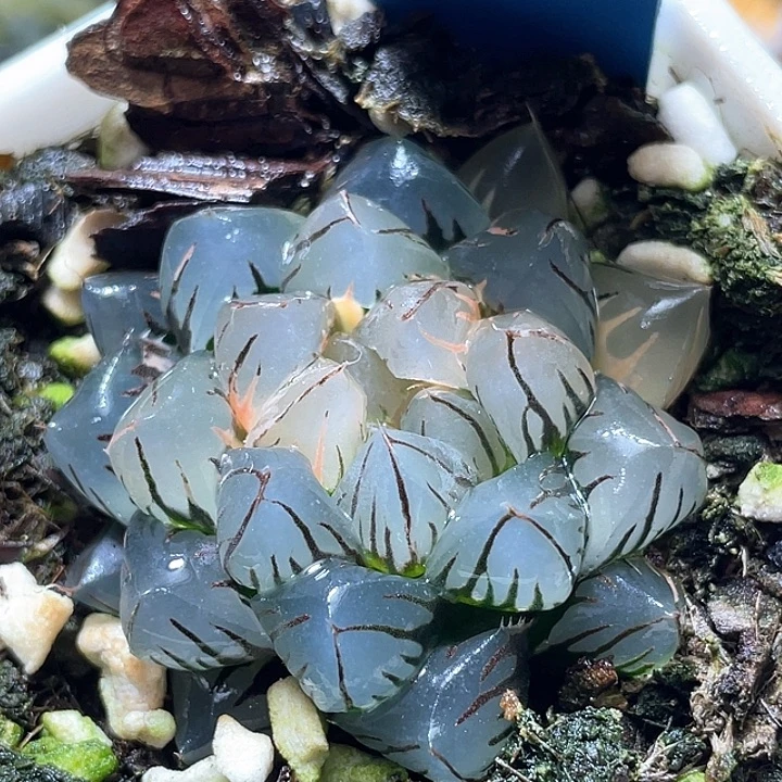 803水中月锦特选福利