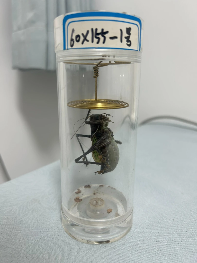60×155罐里的蝈蝈 药蝈蝈