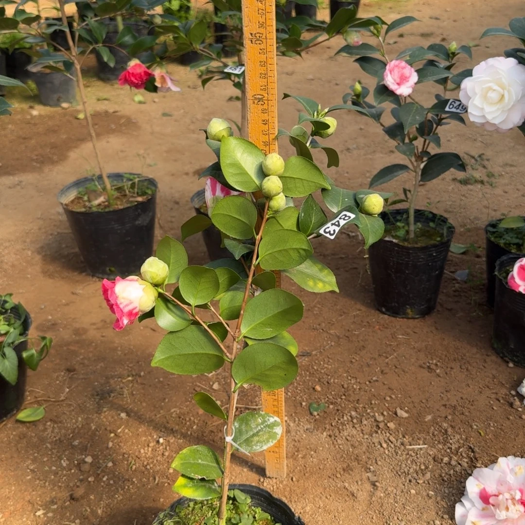 少量花朵（建议范围：2朵-5朵 或40%以下）843王冠