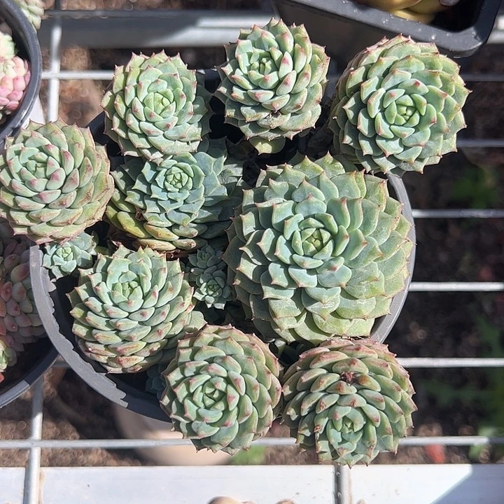 熊猫脸多肉植物精品