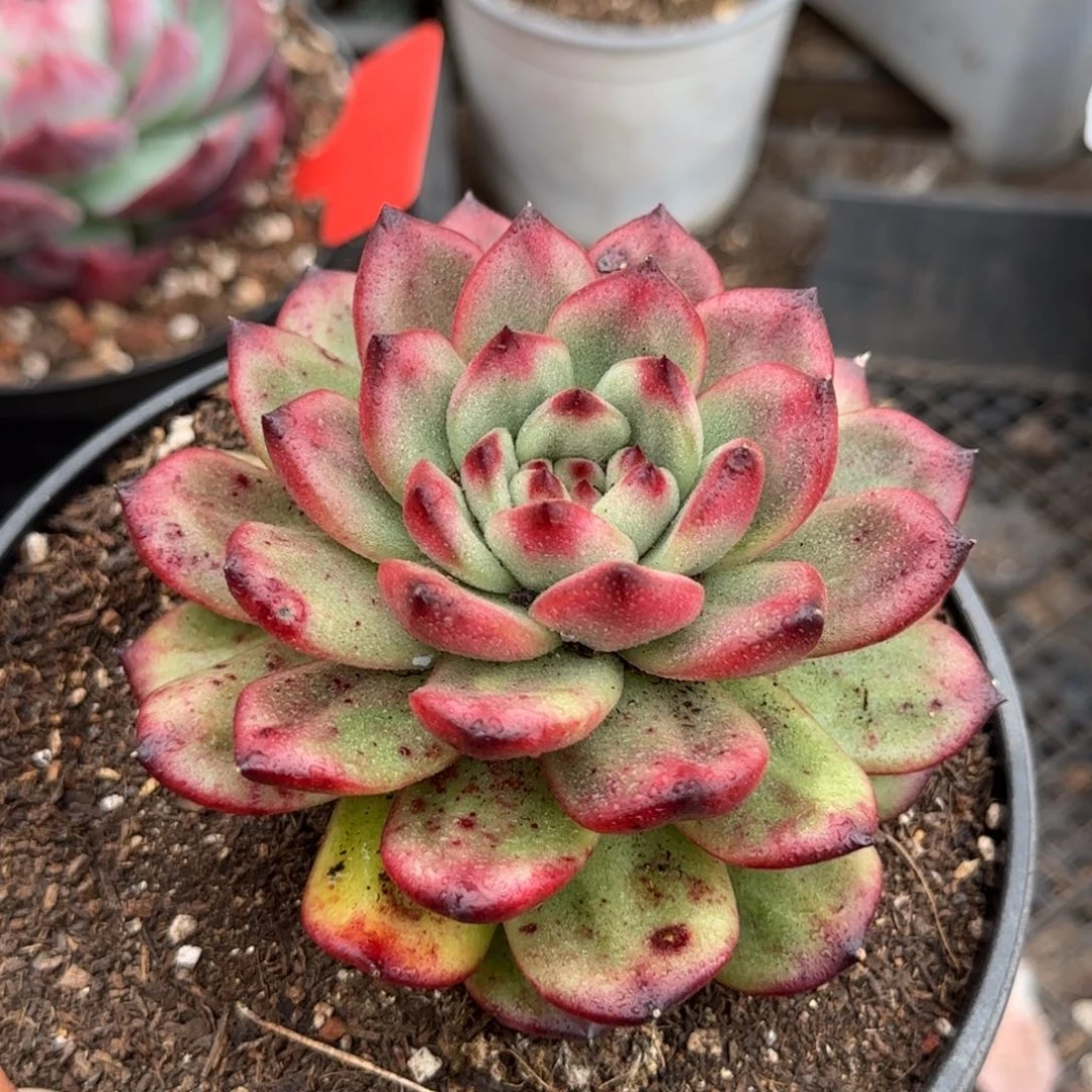 Tm 惊鸿一物一拍包装收缩花旱