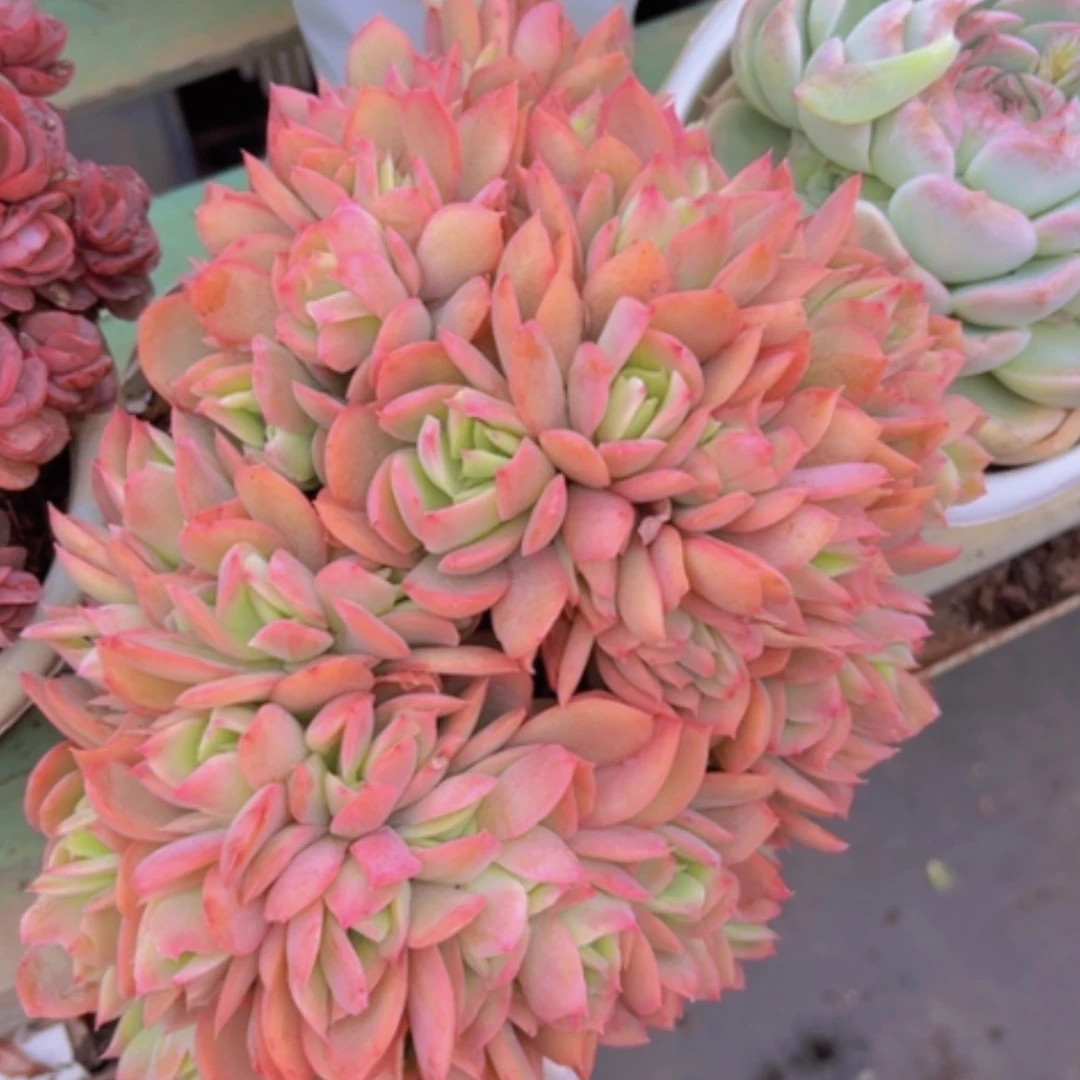 【闪购商品】绮罗缀0346