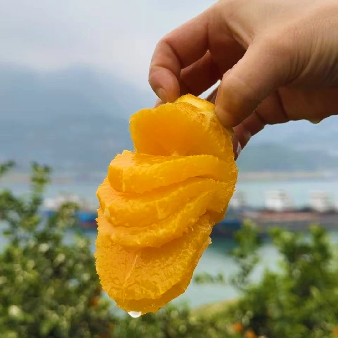 湖北秭归脐橙春橙伦晚 新鲜纯甜/果肉细腻/水分充足5-9斤包邮