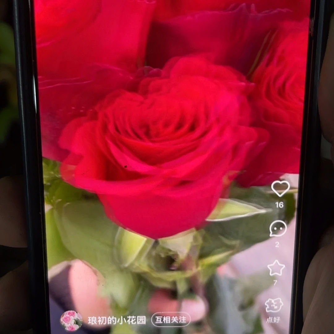 无花朵——妈妈咪 福利