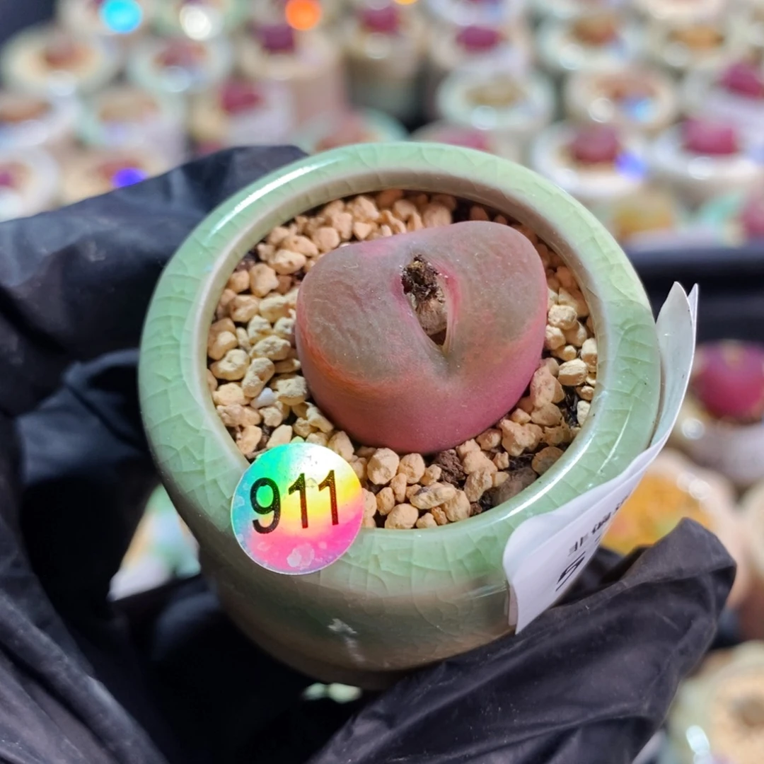 5794--一物一拍 带盆