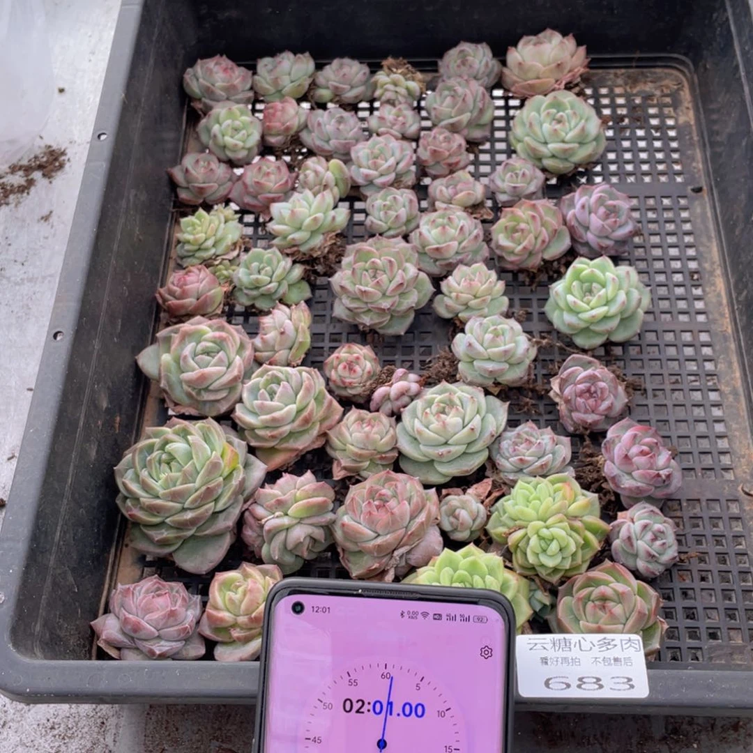 F****?云糖心多肉植物683