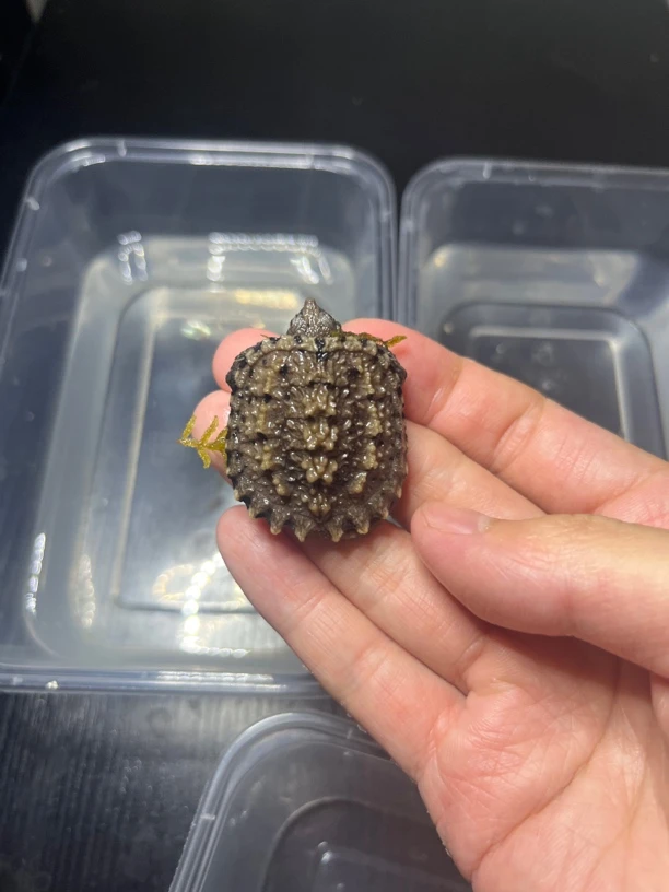 高品质爆刺纯佛鳄苗