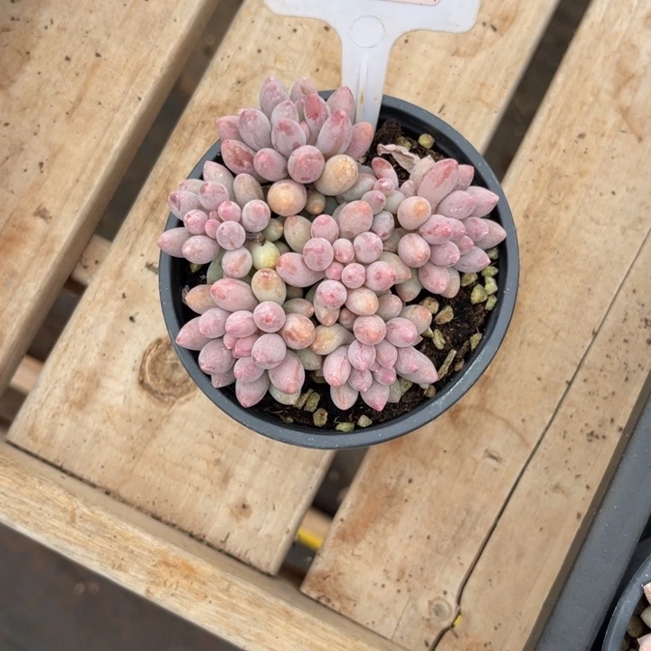 云尘多肉一物一拍608