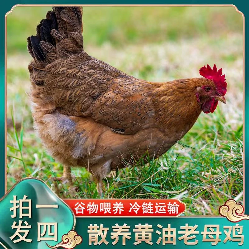 放养黄油老母鸡 新鲜宰杀 带内脏 4只净重8斤