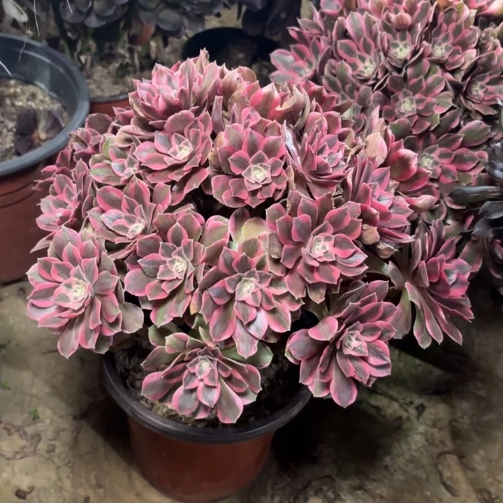 多肉植物法师女妖51