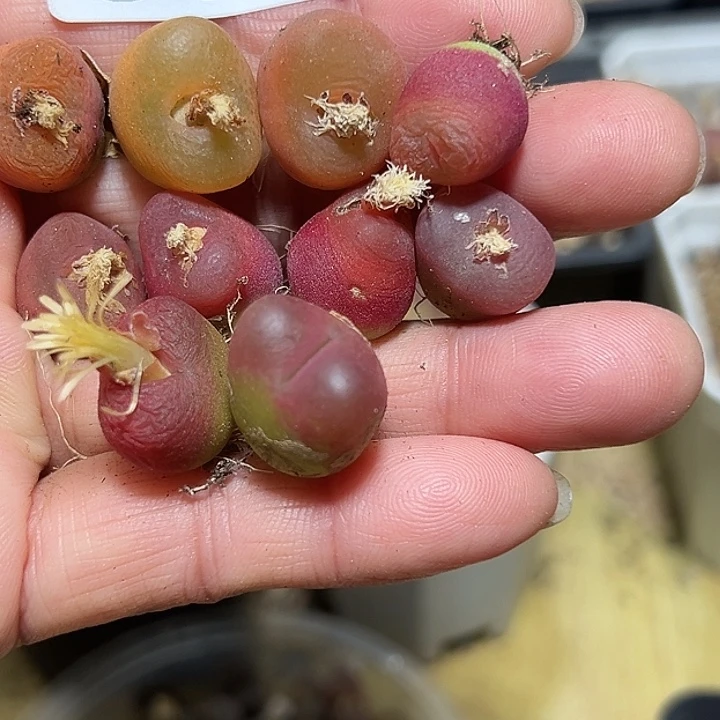 075号开播福利毛汗尼10颗