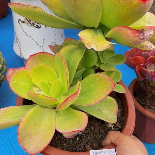 ?**后柠檬卷16028多肉