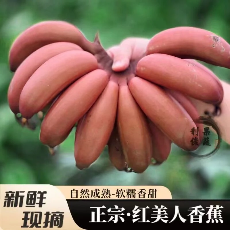 红美人海南薄皮新鲜当季整箱黄心大果米蕉红香蕉网红咖啡蕉红皮