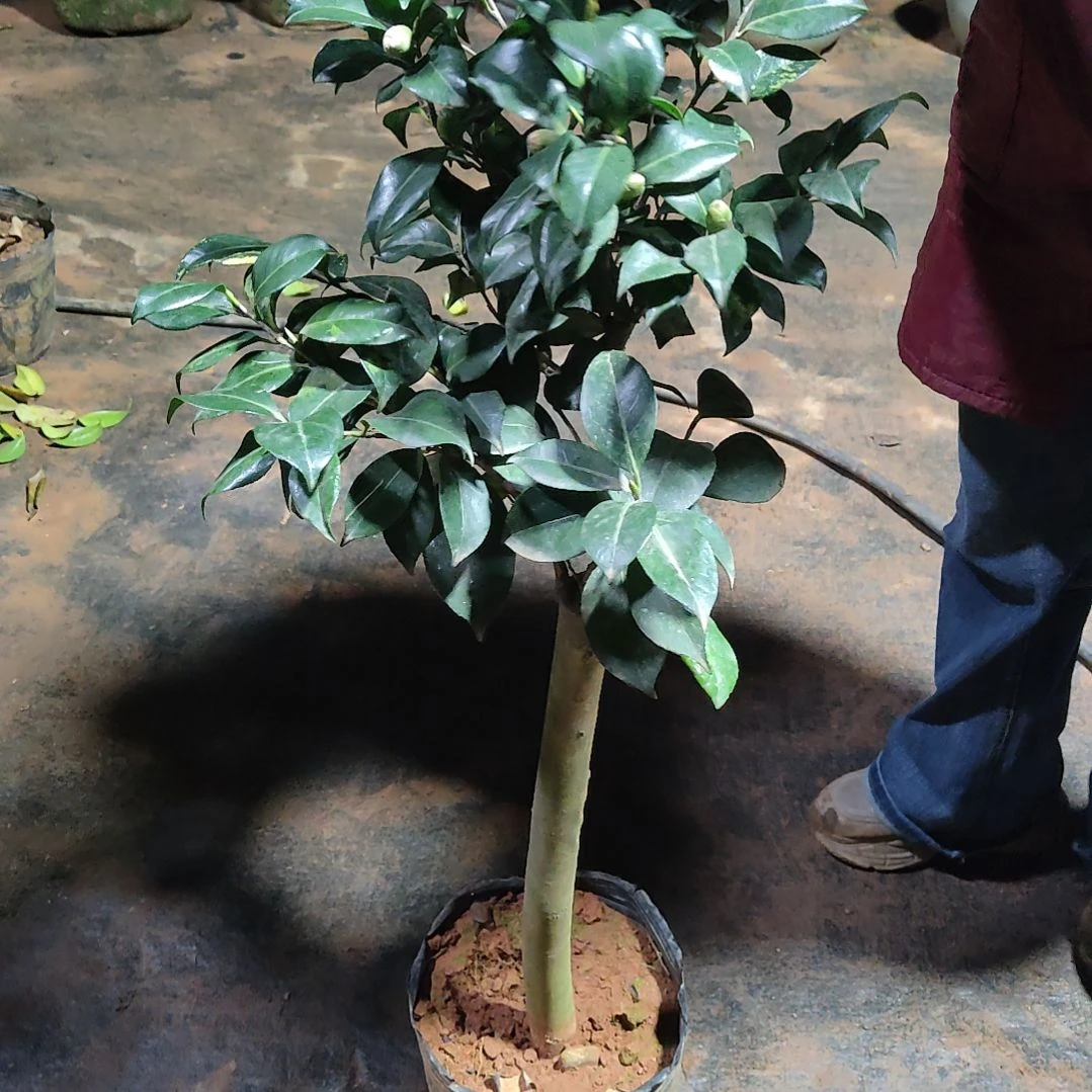 全部花苞友之浦不包邮