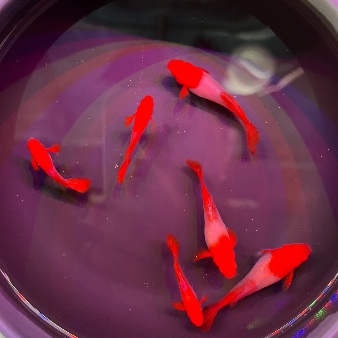 精品鸿运当头双分水