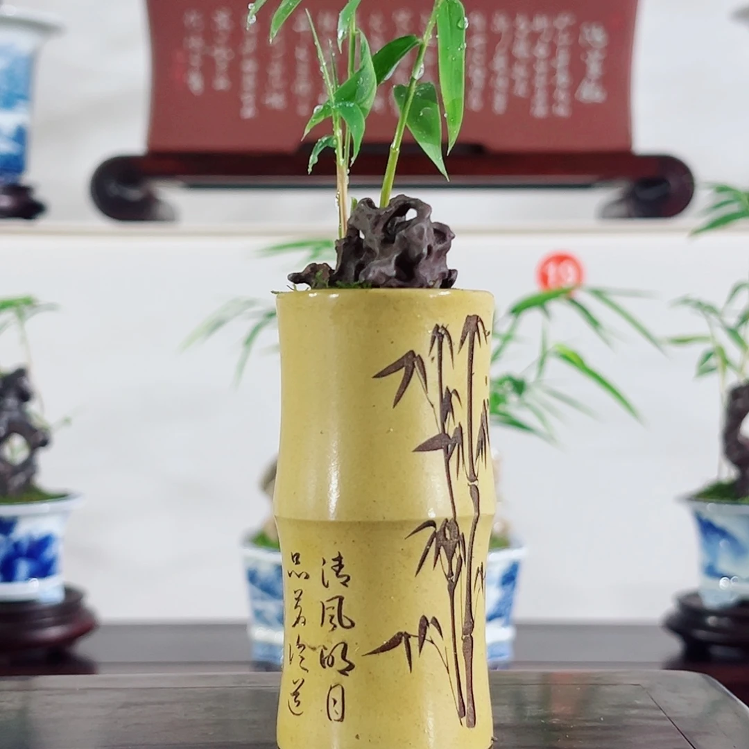无花朵盆景，凤尾竹，太湖石