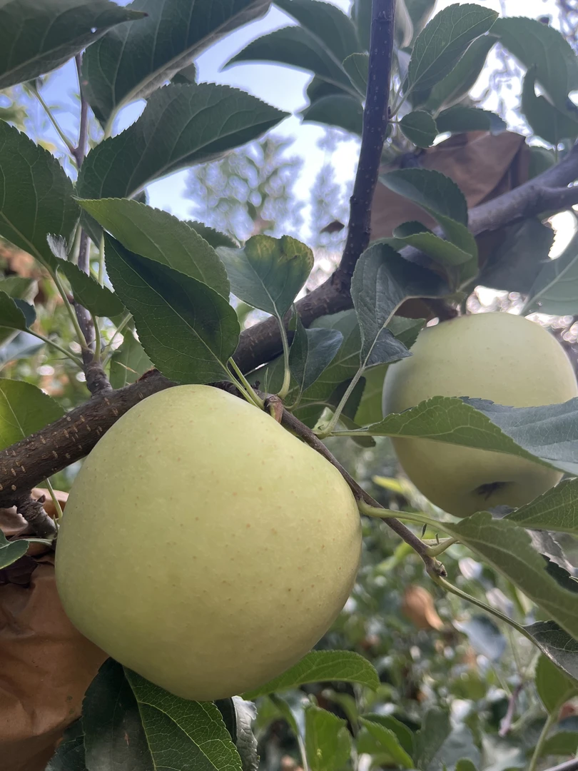 寺河山申伟果园农场无公害黄金冠。 酸脆爽口，脆甜多汁