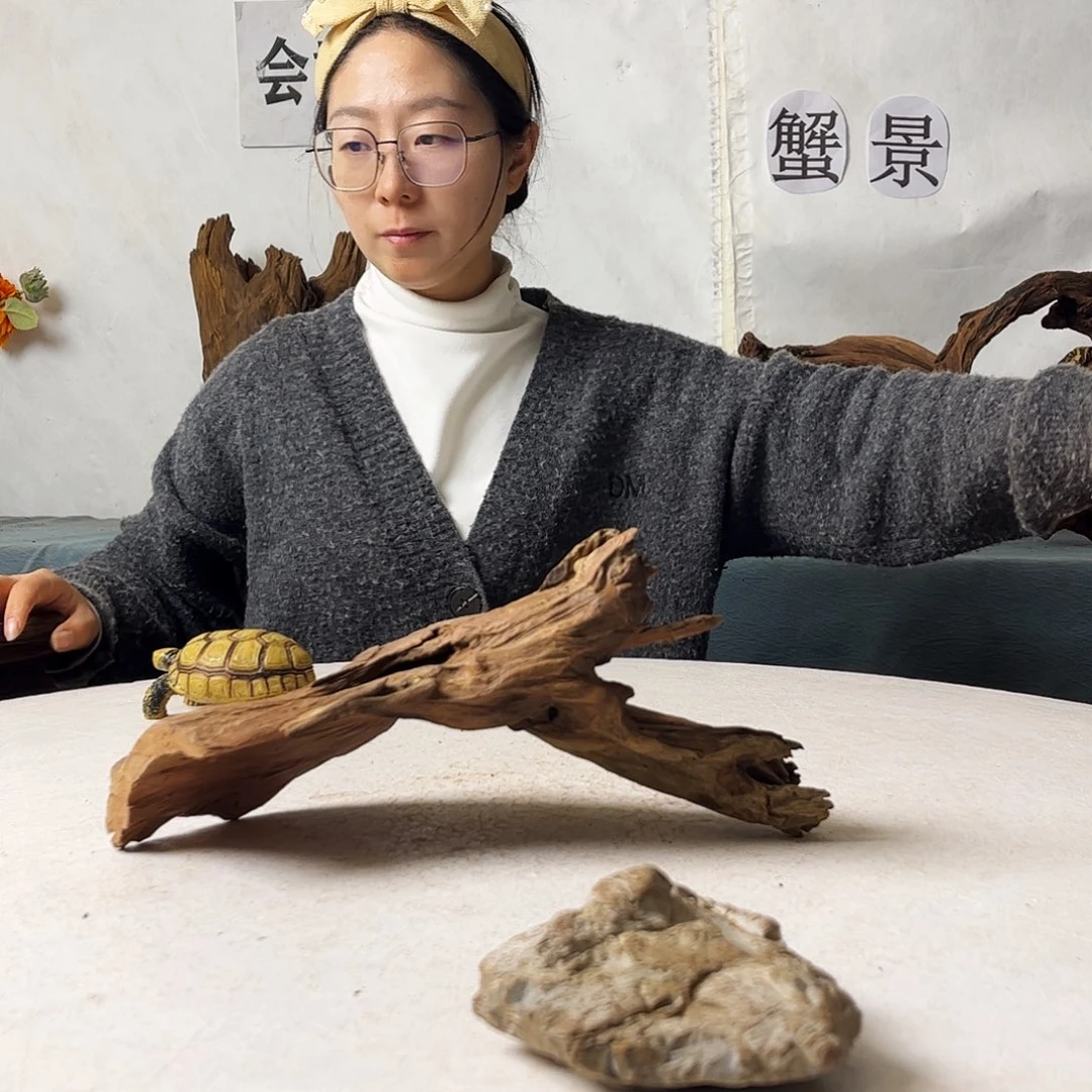 沉木造景寄居蟹造景