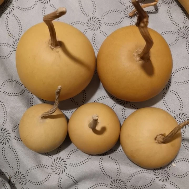 忘***河自然葫芦专拍链接