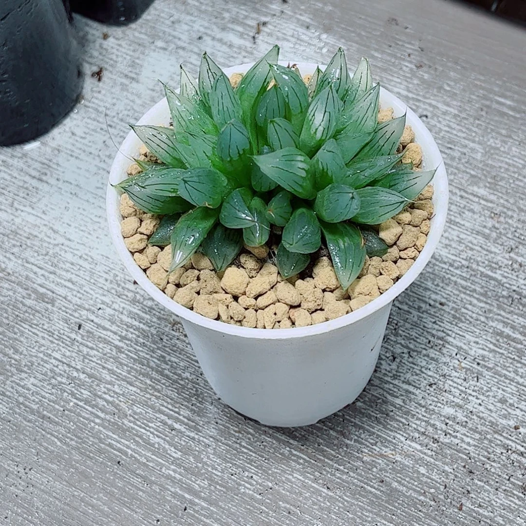 冰钻玉露一勿一拍