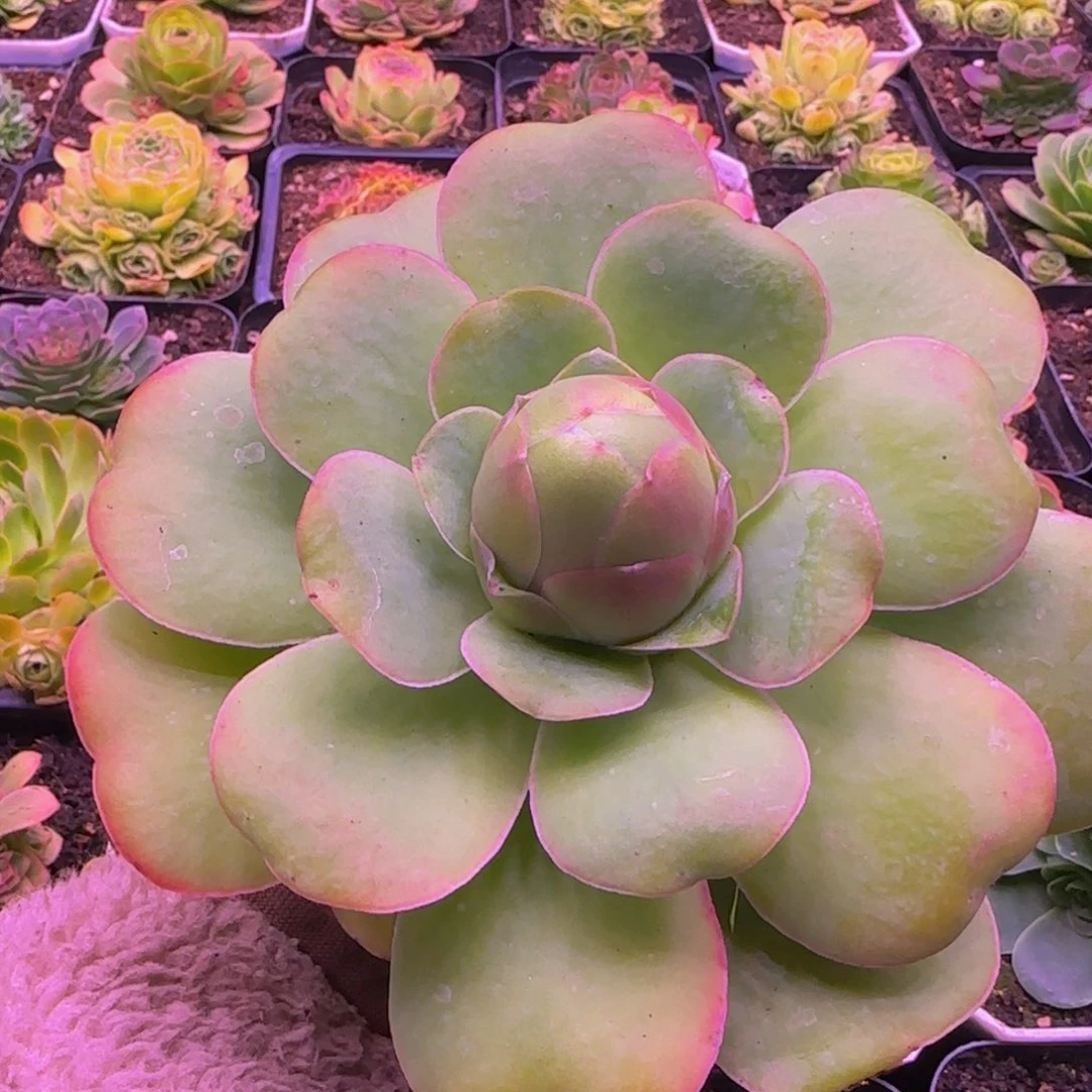 福利1235346767676876676