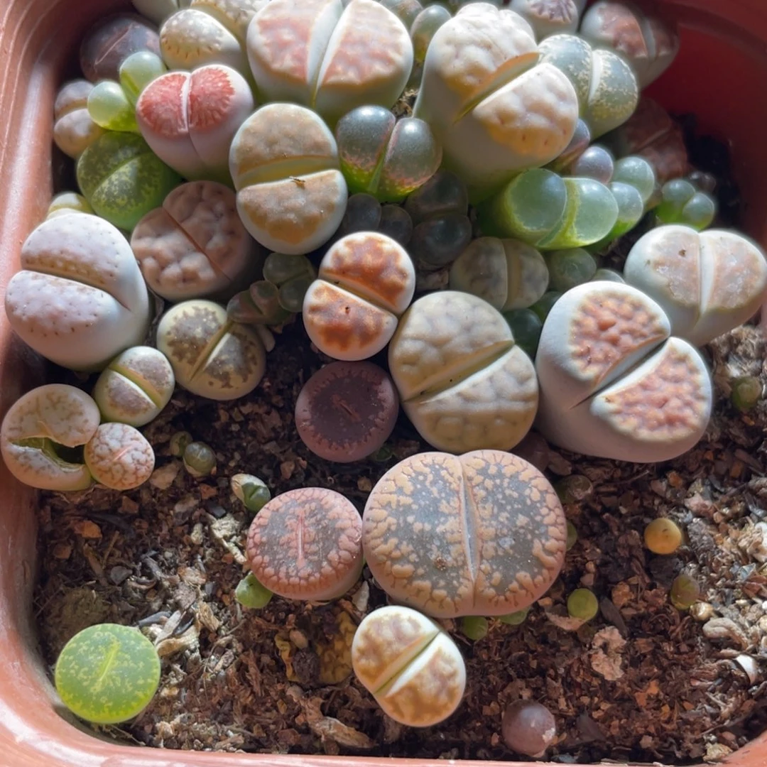 今晚大盆特价更新～26