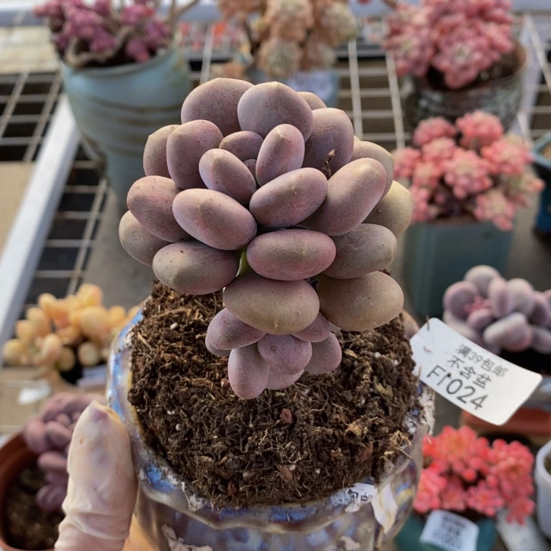 月美人024/6cm多肉