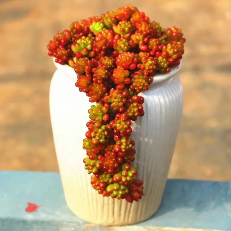 （满15包邮）5颗红浆果穴盘苗 懒人好养 带土球发货