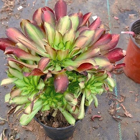 576韶华多肉植物