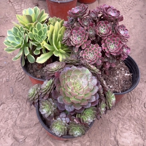 456多肉植物组合，