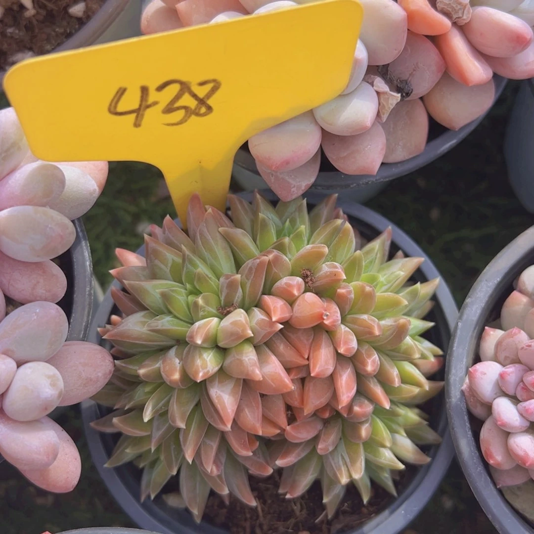 香玉的故事是一个人的故事吗