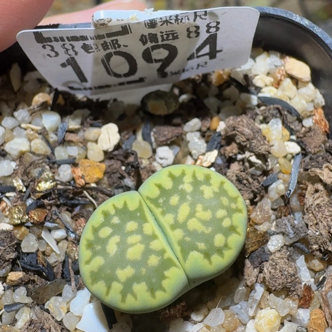 Ssss精品生石花1094