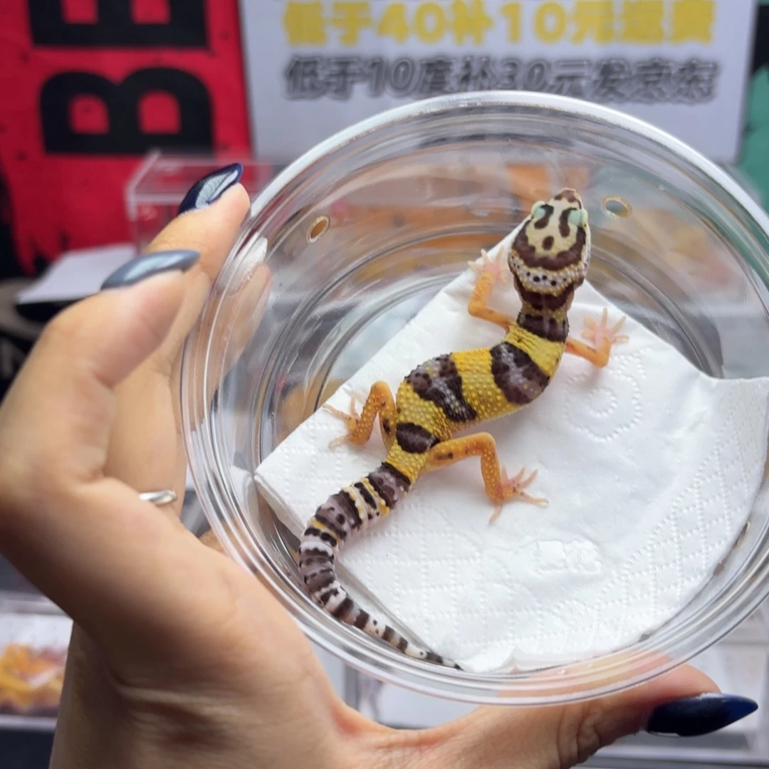 豹纹守宫设计者母温E77