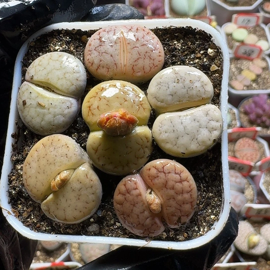 生石花23:：：。   119