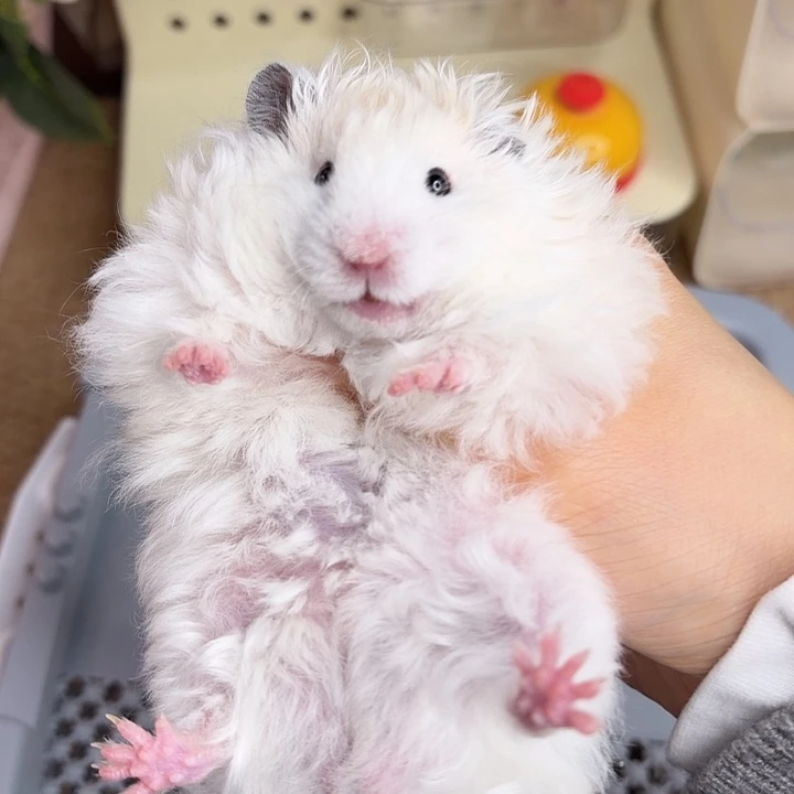 卷毛黄波弟弟9.18生日