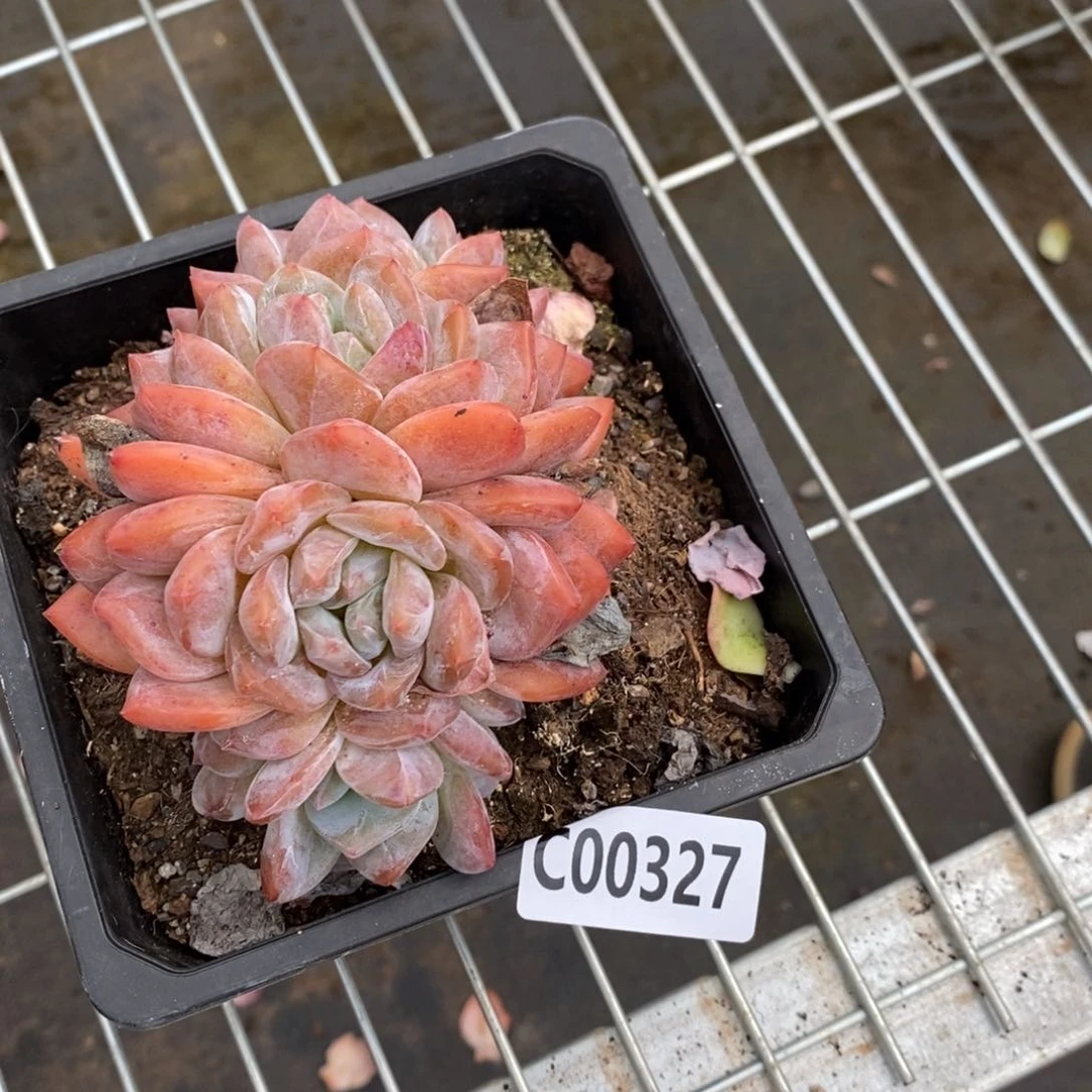 一物一拍橙梦露缀327