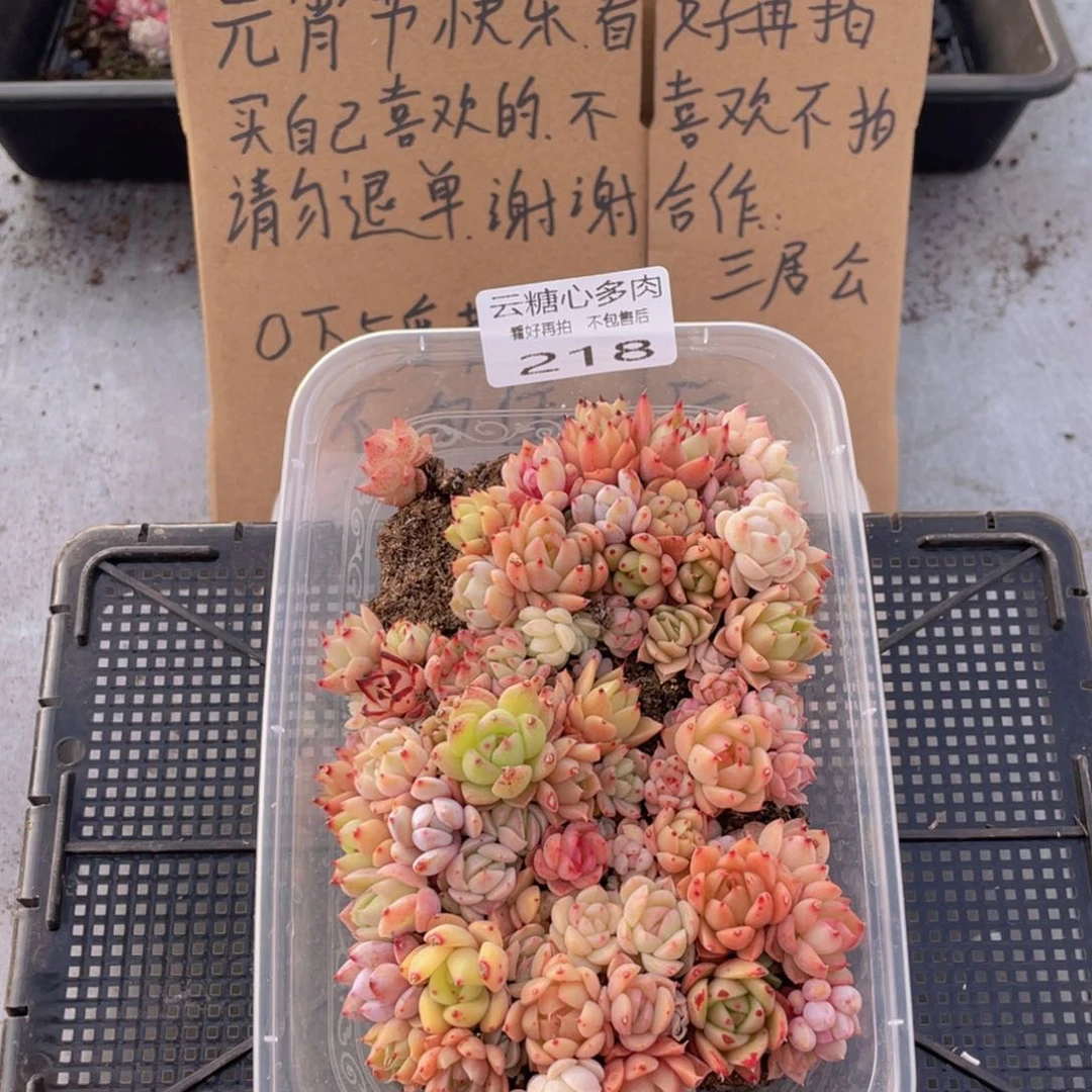 云糖心多肉植物218
