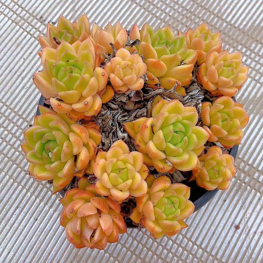 【白玫瑰】清姐多肉阳台露台植物栽种养护