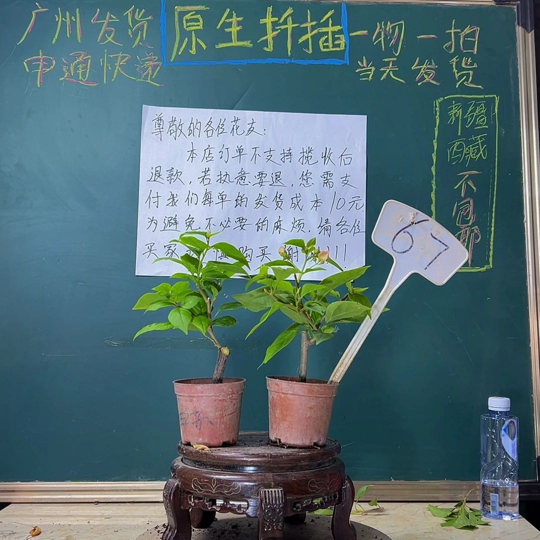 当前无花栽培后可以开花苏瓦娜掌中宝 橙粉公主掌中宝 67