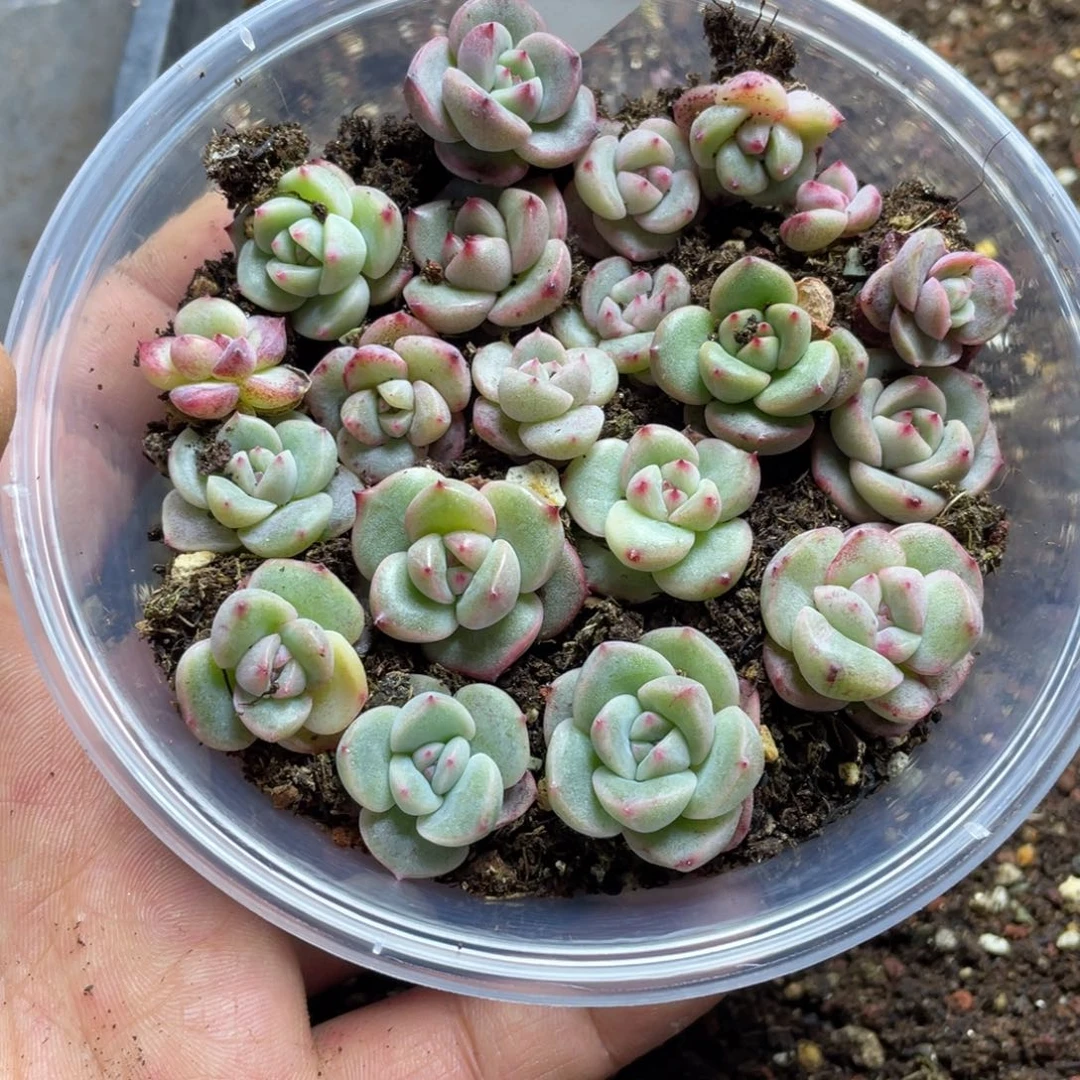 yz珍妮混一物一拍115