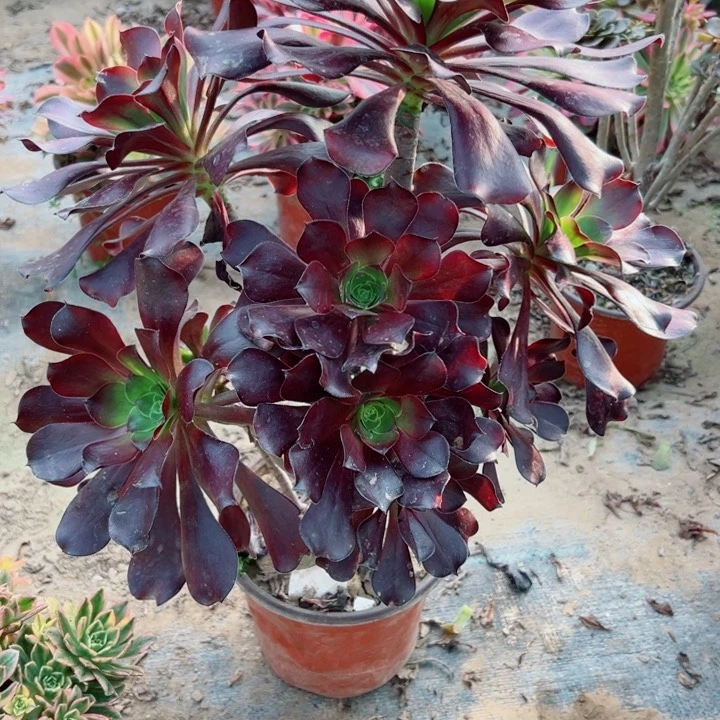 459无毒多肉植物的