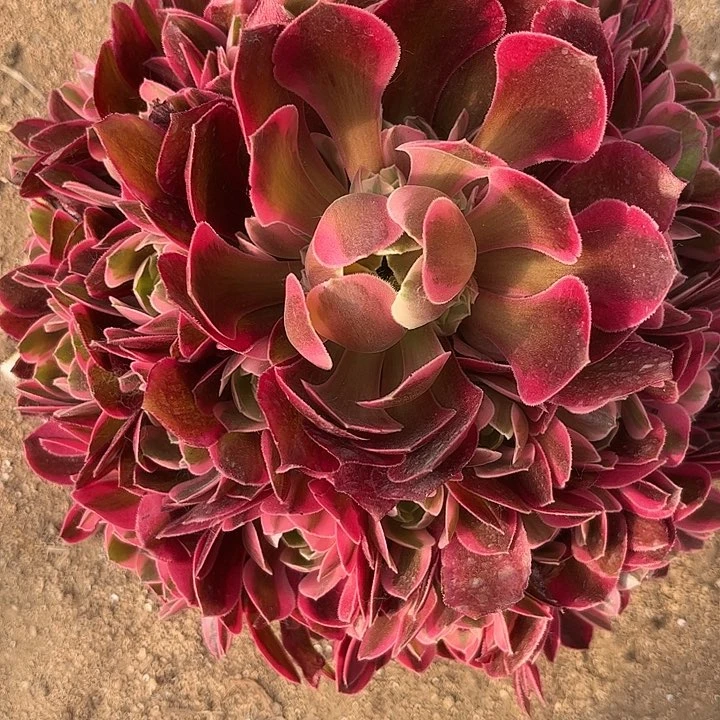 多肉植物女郎锦。
