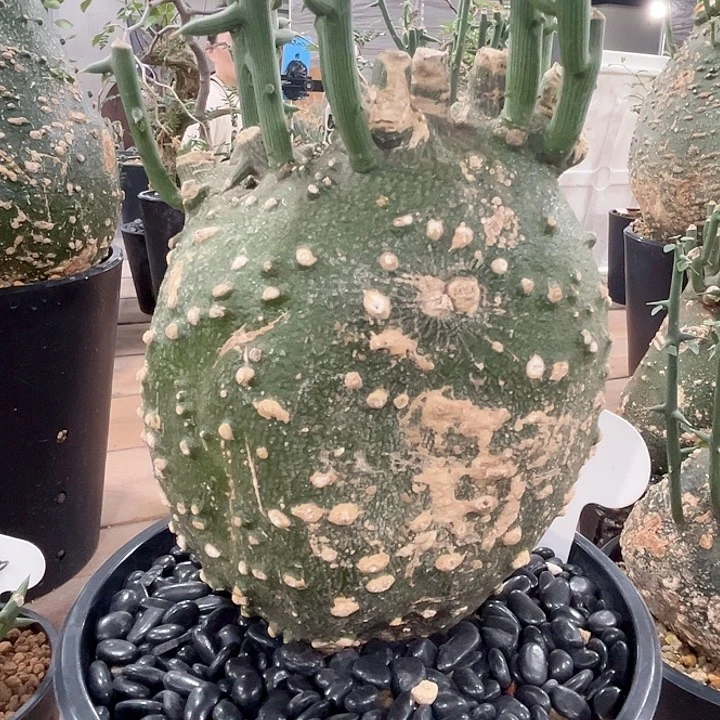 129球腺蔓哈哈哈哈哈哈